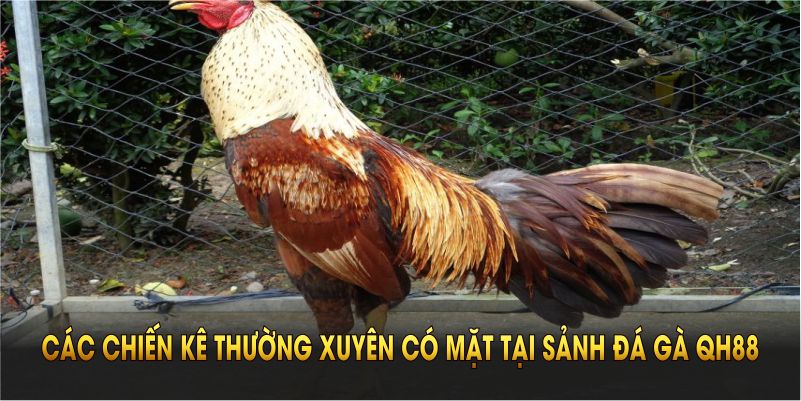 Điểm qua các chiến kê thường xuyên có mặt tại sảnh đá gà QH88