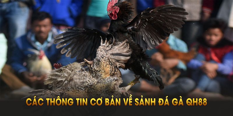 Các thông tin cơ bản về sảnh đá gà QH88 bạn nên biết